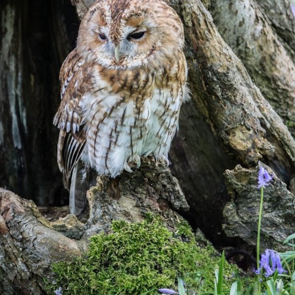 Les rapaces nocturnes, anti-rongeur écologiques 