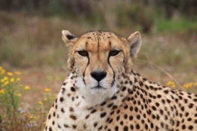 adventureanimalwildlifefurcatafrica995631pxhere.com.jpg