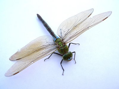 dragonfly971785_1280.jpg