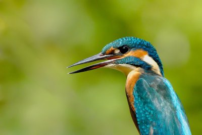 kingfisher5546610_1280.jpg
