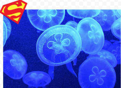 Meduse.png