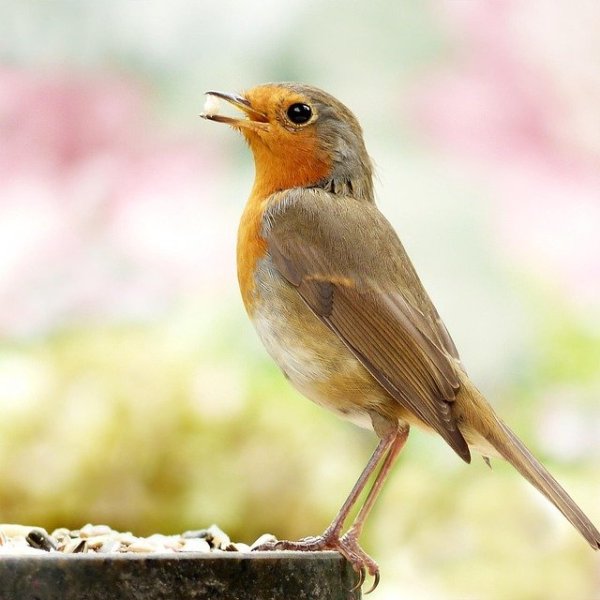 Nourrir les oiseaux 3