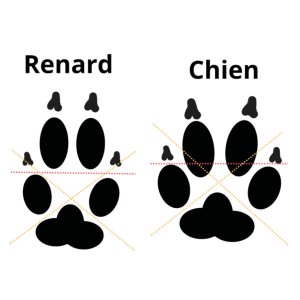 renard_chien.jpg