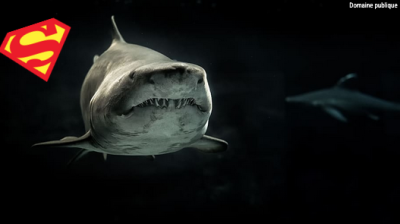 Requin.png